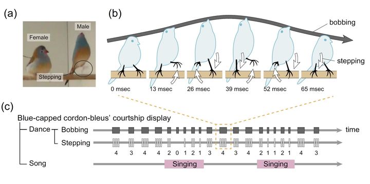 Courtship display in blue-capped cordon-bleus. (a) When blue-capped cordon-bleus perform courtship display, (b) they simultaneous bob and step, and (c) sing at certain times.