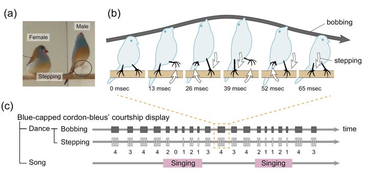 Courtship display in blue-capped cordon-bleus. (a) When blue-capped cordon-bleus perform courtship display, (b) they simultaneous bob and step, and (c) sing at certain times.