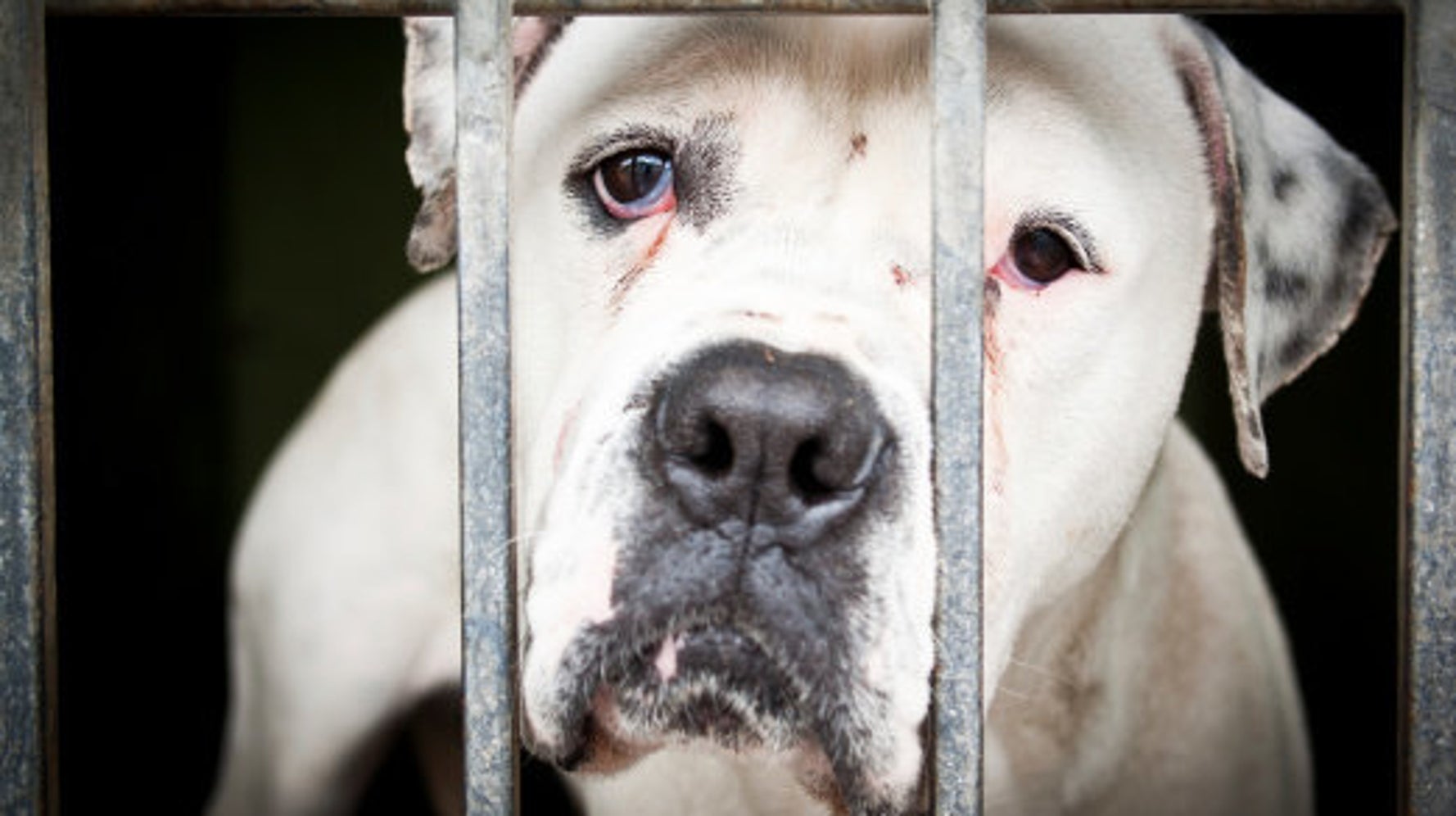 Couple's Neglect Of Dog Is Simply Painful And Disgusting HuffPost