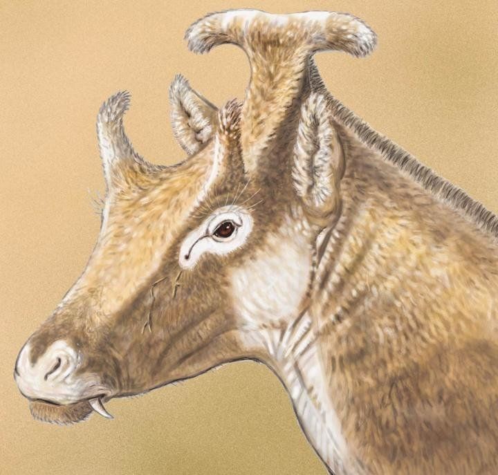 A reconstruction of an adult male Xenokeryx amidalae.