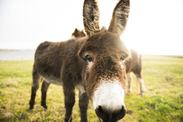 Hillary The Donkey Finally Rescued After 2 Years Stranded Alone On Island |  HuffPost Impact