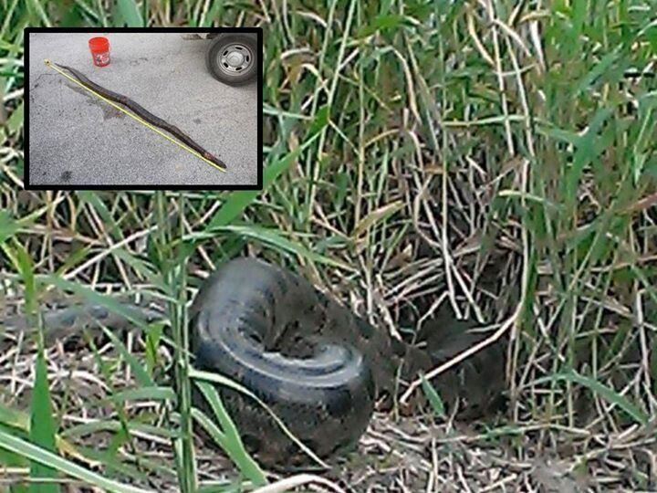 The Florida Fish and Wildlife Conservation Commission released a photo of a 9-foot-long anaconda that was found and killed in Brevard County on Monday.