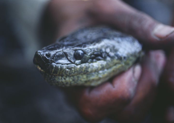 Monster 9Foot Anaconda Found In Florida HuffPost