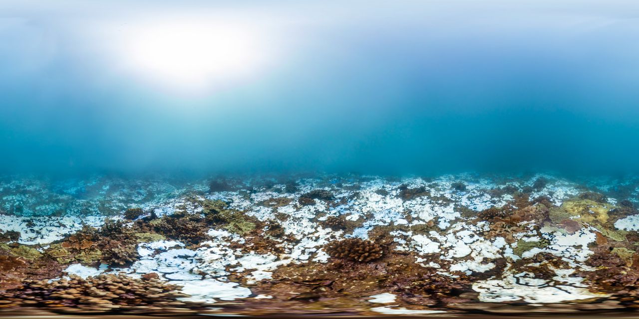 A bleached reef in Kahului Point, off the coast of Maui, Hawaii. This photo was taken on Nov. 6, 2015.