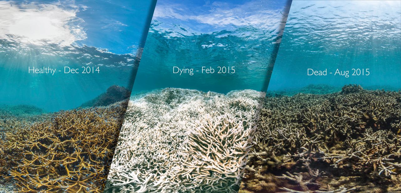 These photos were taken at three different times just 8 months apart near American Samoa.