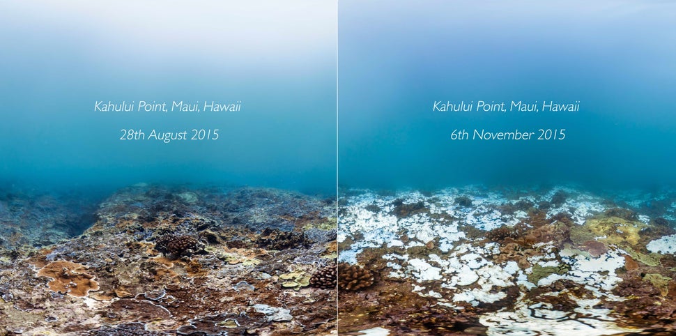 A reef shown before and after bleaching. The bright white areas are damaged coral formations.