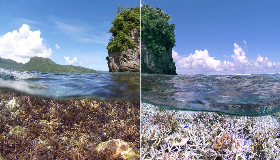 A reef bleached off American Samoa.