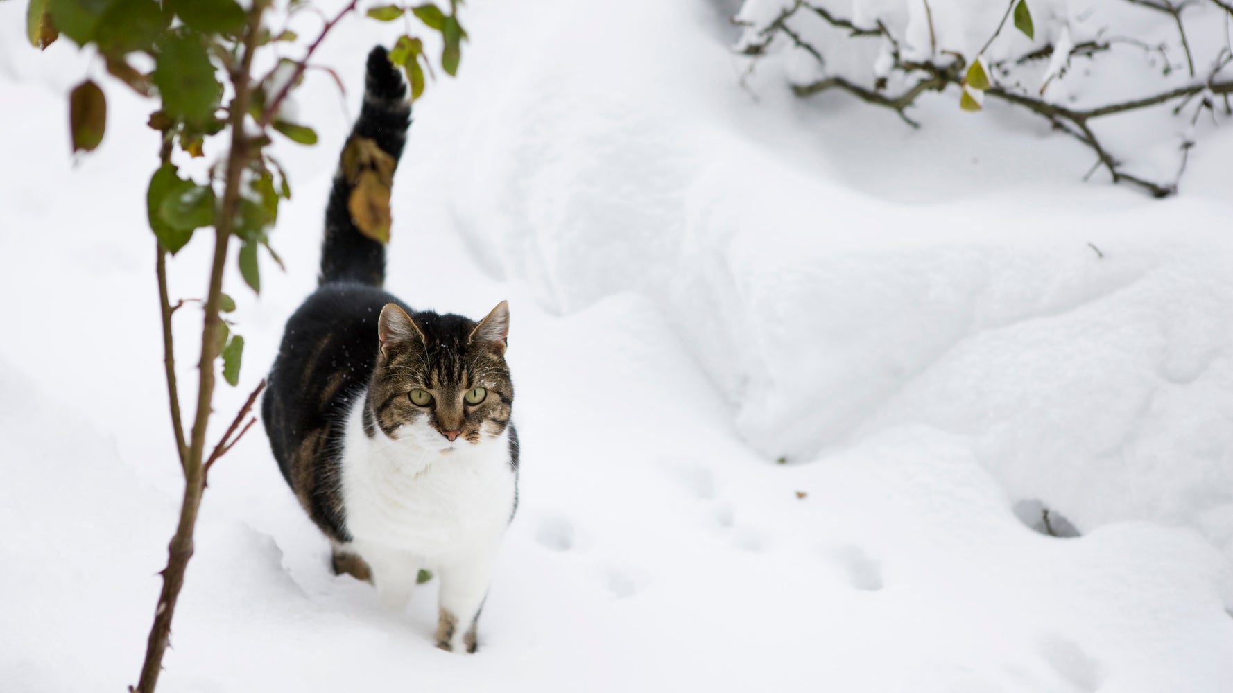 7 Ways To Help Stray Or Feral Cats Survive The Winter HuffPost