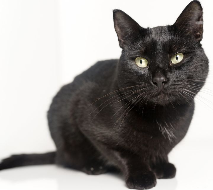 A judge gave a black cat named Taylor (not pictured) permission to attend his owner's court hearing.
