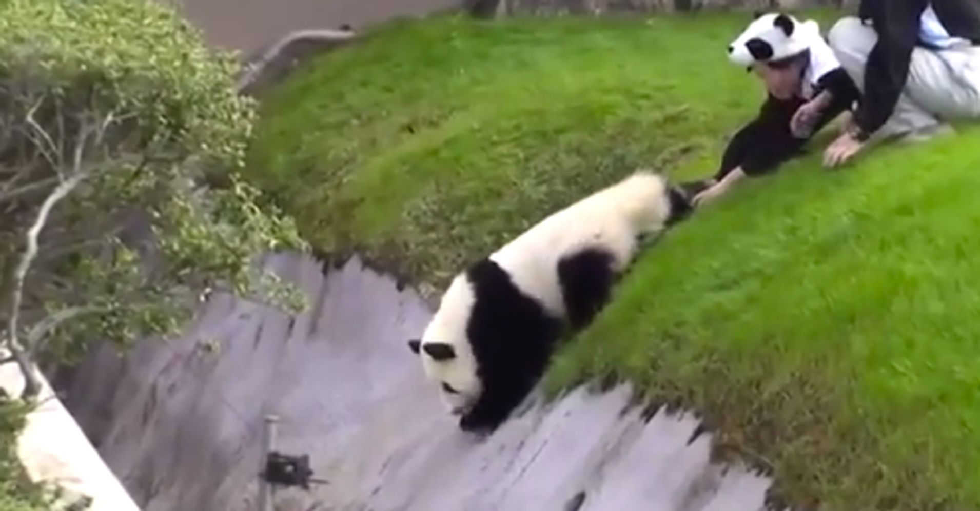 We Need To Talk About This Weird Panda Video Huffpost 0287