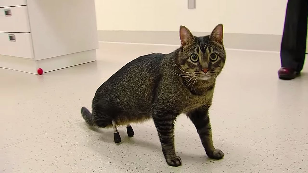 disabled cat rescue