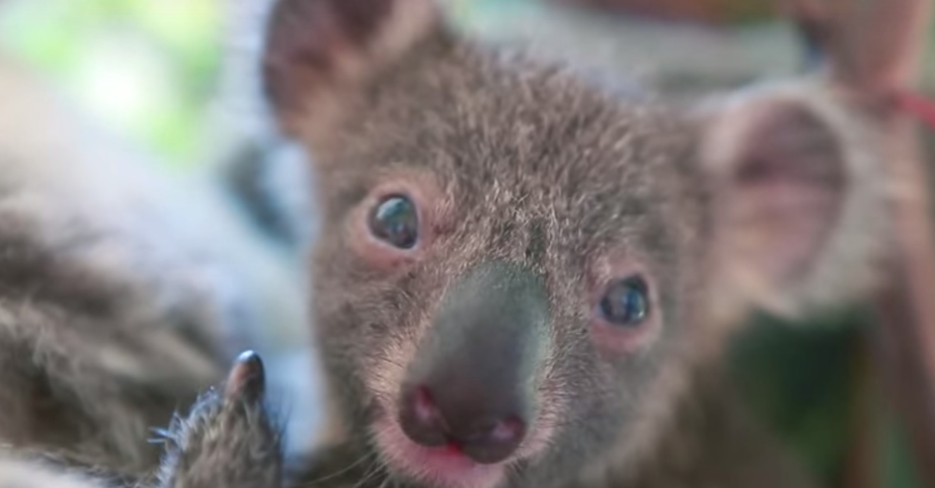 Baby Koala Born At Australian Zoo Will Steal Your Heart HuffPost
