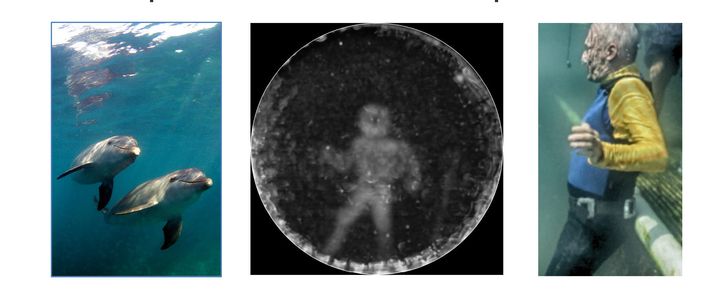 The CymaScope image of the dolphin's echolocation is seen above at center, with the diver being echolocated at right.