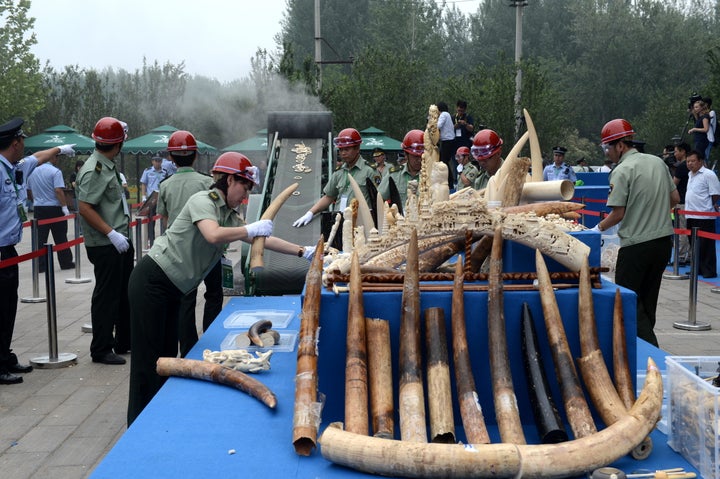 China recently made significant pledges to ban ivory imports and exports. In 2014 and 2015, China destroyed almost seven tons