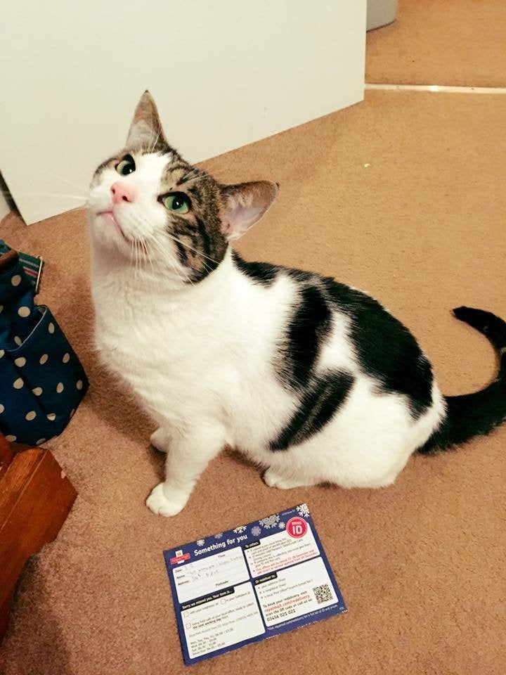 Paws off: This tabby cat named Ted became tangled in red tape when he was mailed a package but couldn't produce ID to accept it at the post office.