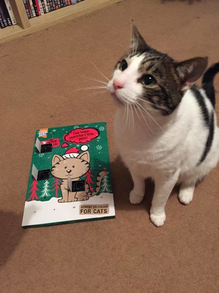 Happy tale: Ted ended up getting his cat advent calendar in the end, which was full of little treats.