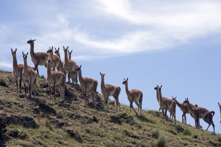 A herd of guanacos, related to the llama. Eco-philanthropist Kristine Tompkins is heading and funding a project to create Patagonia National Park in this pristine landscape in southern Chile. She and her husband, Doug Tompkins, were buying up land here to save it and the creatures that live there.