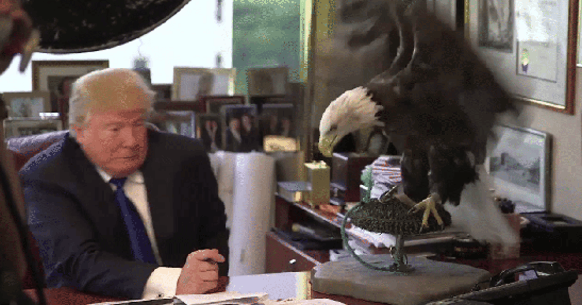 Watch Donald Trump Get Attacked By A Bald Eagle | HuffPost Latest News
