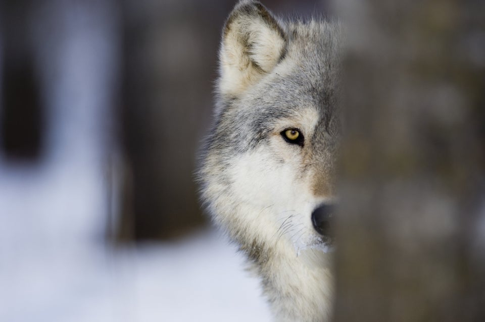 California Identifies New, Rare Gray Wolf Pack – NBC Bay Area