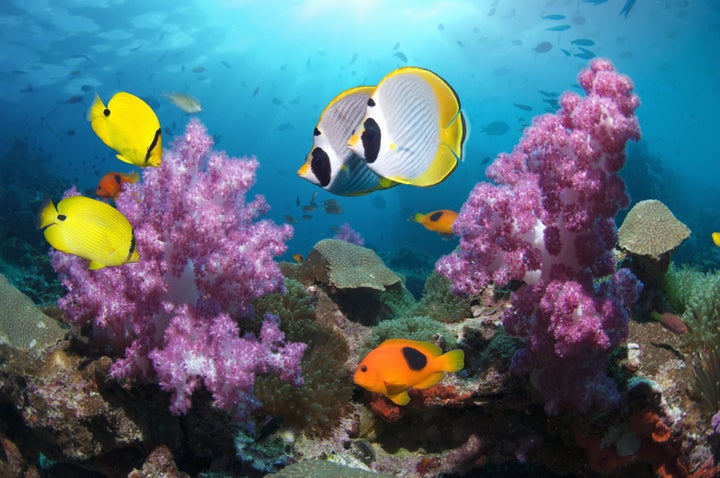 Panda butterflyfish, yellow butterflyfish and a red saddleback anemonefish swim past soft coral in the Andaman Sea, Thailand.