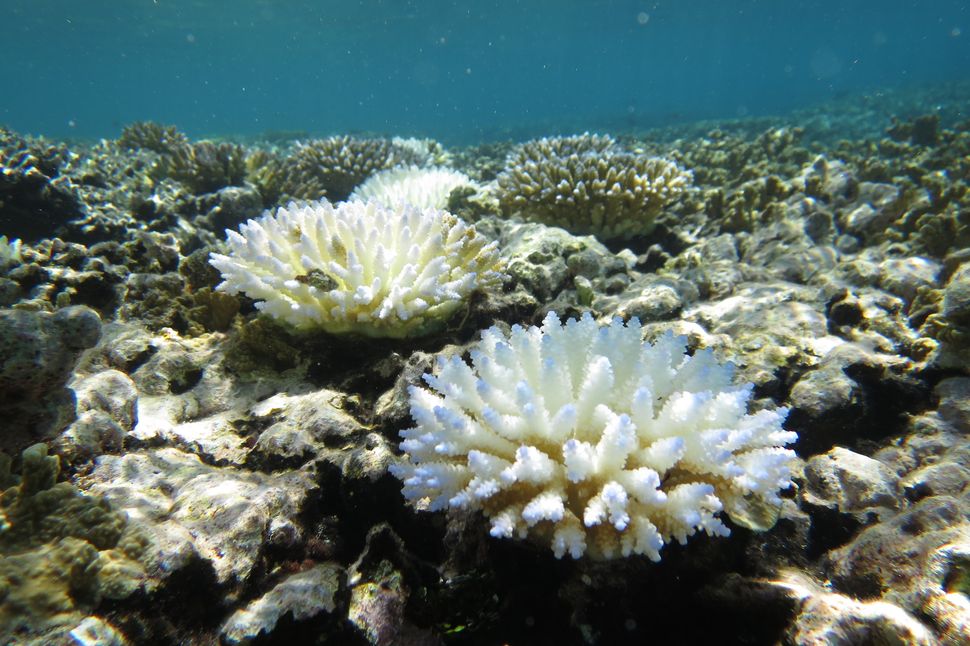 Bleached coral off the lagoon side of Bok-lap, an island on Majuro Atoll, in October 2014.