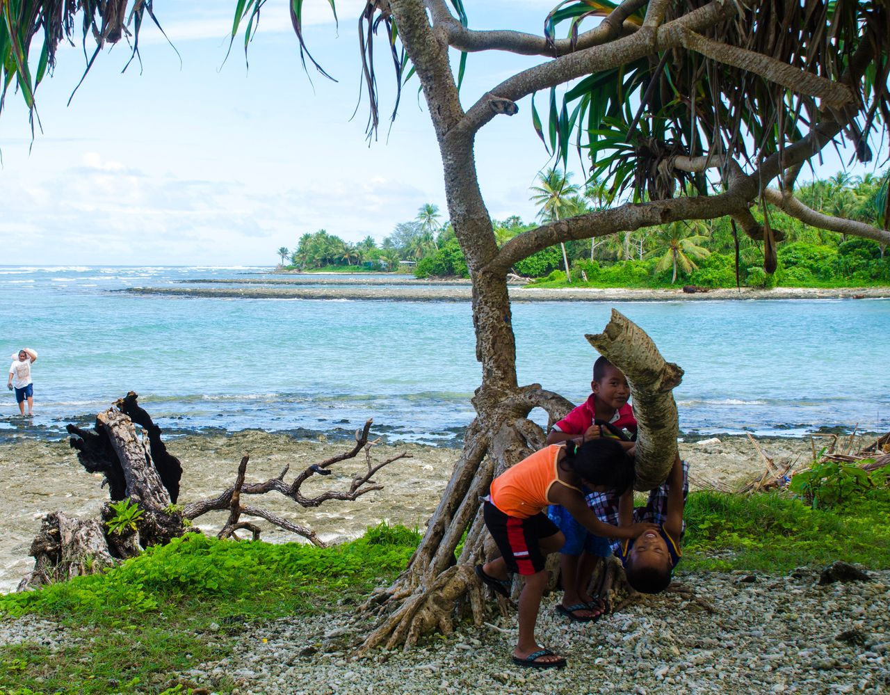 Children play among the branches of a pandanus tree on the coast of Ejit Island.