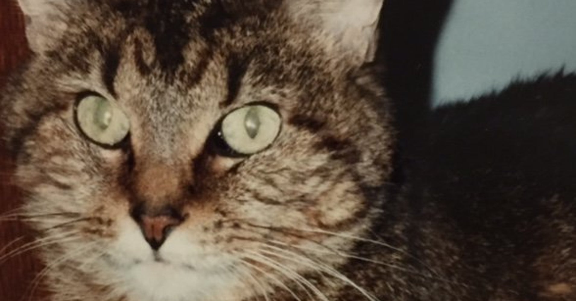 How This Cat Saved Her Owner's Life HuffPost