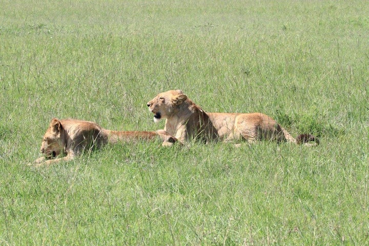 Marsh Pride lions Charm and Alan.