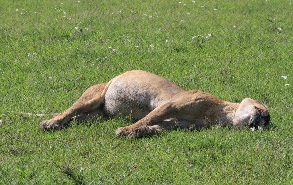 The body of Bibi, another lion that was poisoned on the Masai Mara reserve.