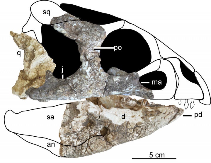 This is the reconstructed skull of the holotype specimen of Hualianceratops wucaiwanensis.