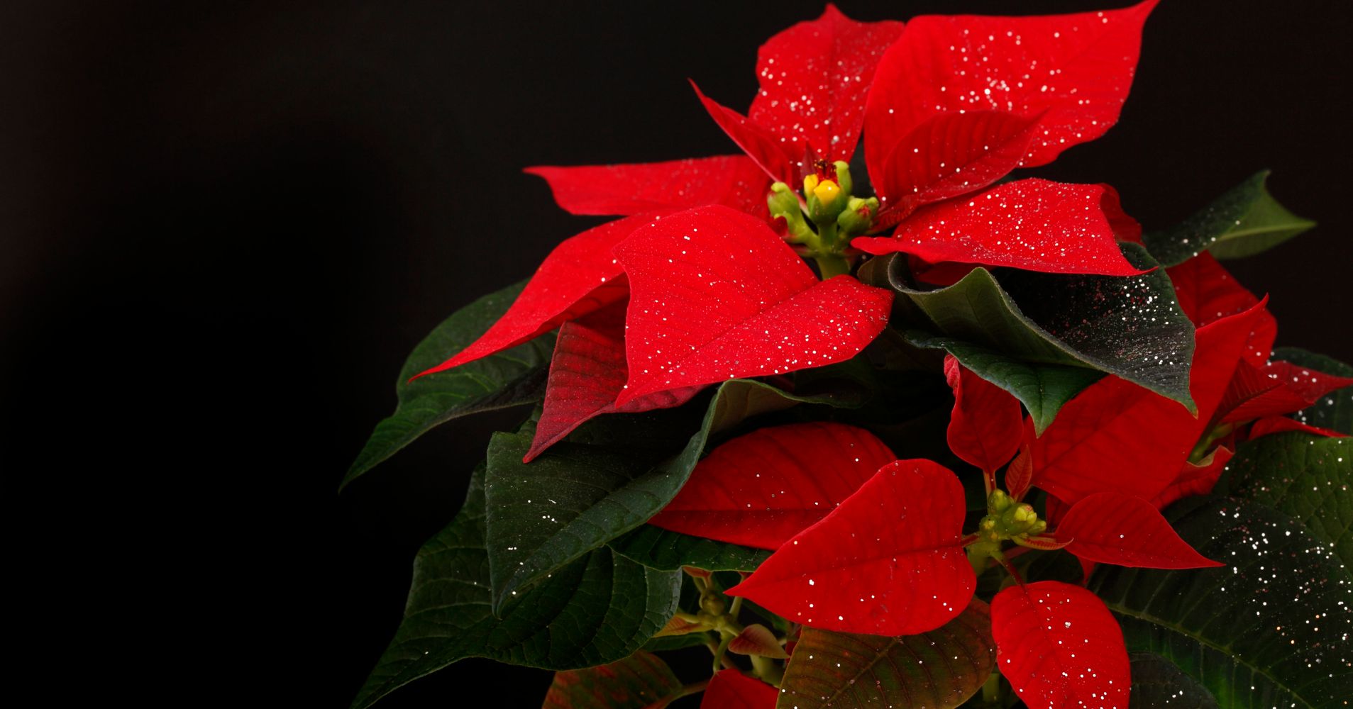 are-poinsettias-poisonous-here-s-what-you-need-to-know-huffpost-life