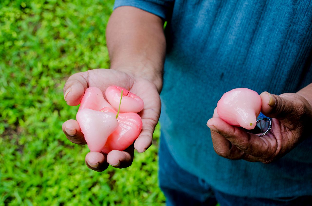 Steve Lepton holds a few mountain apples on a farm in Laura, Marshall Islands.
