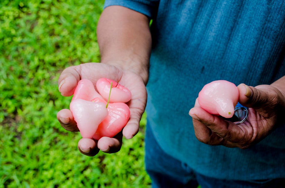Steve Lepton holds a few mountain apples on a farm in Laura, Marshall Islands.