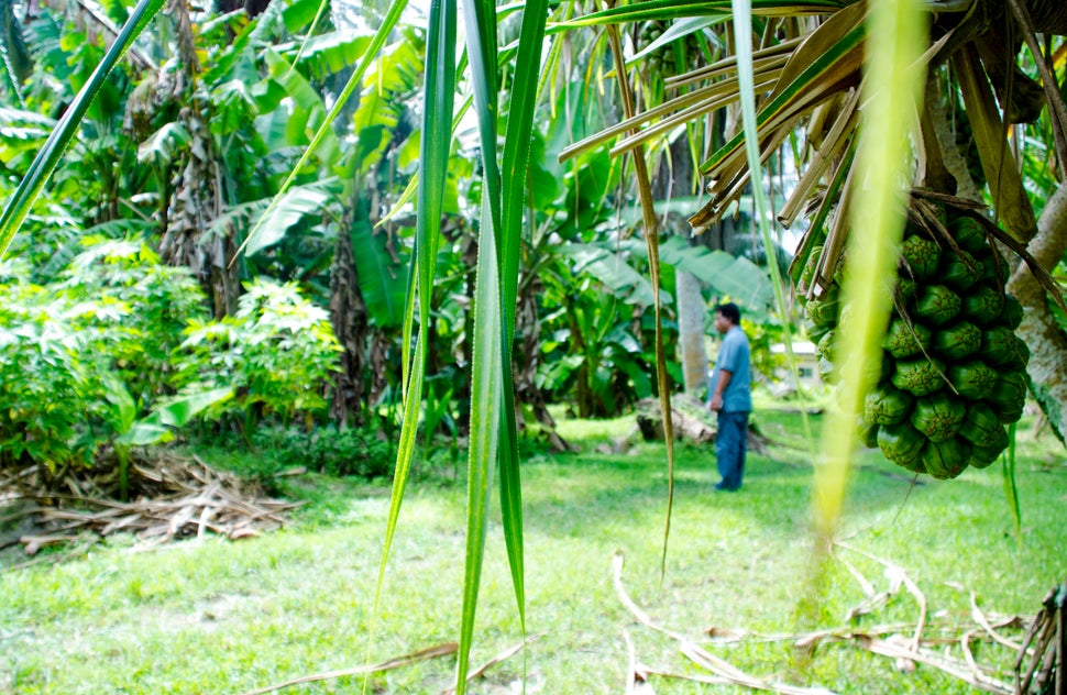 Steve Lepton on a farm in Laura in the Marshall Islands