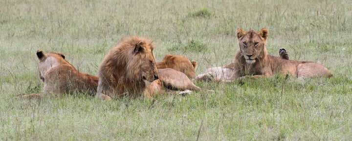 Several members of the Marsh Pride lay near the body of Alan, a lion who was poisoned in a retribution attack.