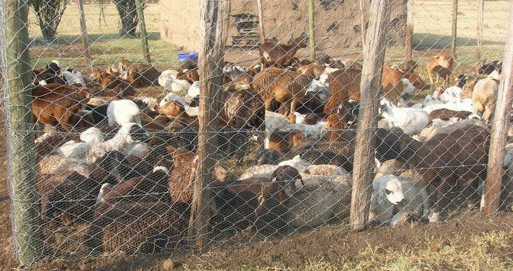 A chainlink fence surrounds livestock to protect them from predators near the Masai Mara reserve in Kenya.