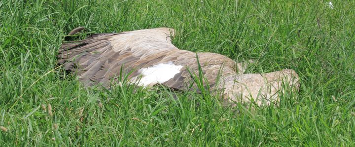 A critically endangered white-backed vulture was killed after feeding on poisoned meat in the Masai Mara reserve.