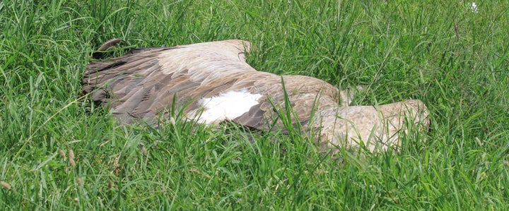 A critically endangered white-backed vulture was killed after feeding on poisoned meat in the Masai Mara reserve.