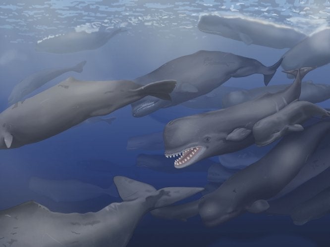 In this reconstruction, a pod of Albicetus travel together through the Miocene Pacific Ocean, surfacing occasionally to breathe. Modern sperm whales are known for forming tigh-knit groups, composed mainly of females and their calves.