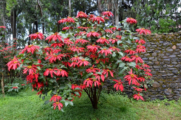 should-you-feed-poinsettias-hydrangea-guide