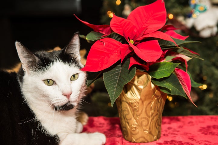 Are Poinsettias Poisonous Here S What You Need To Know Huffpost Life