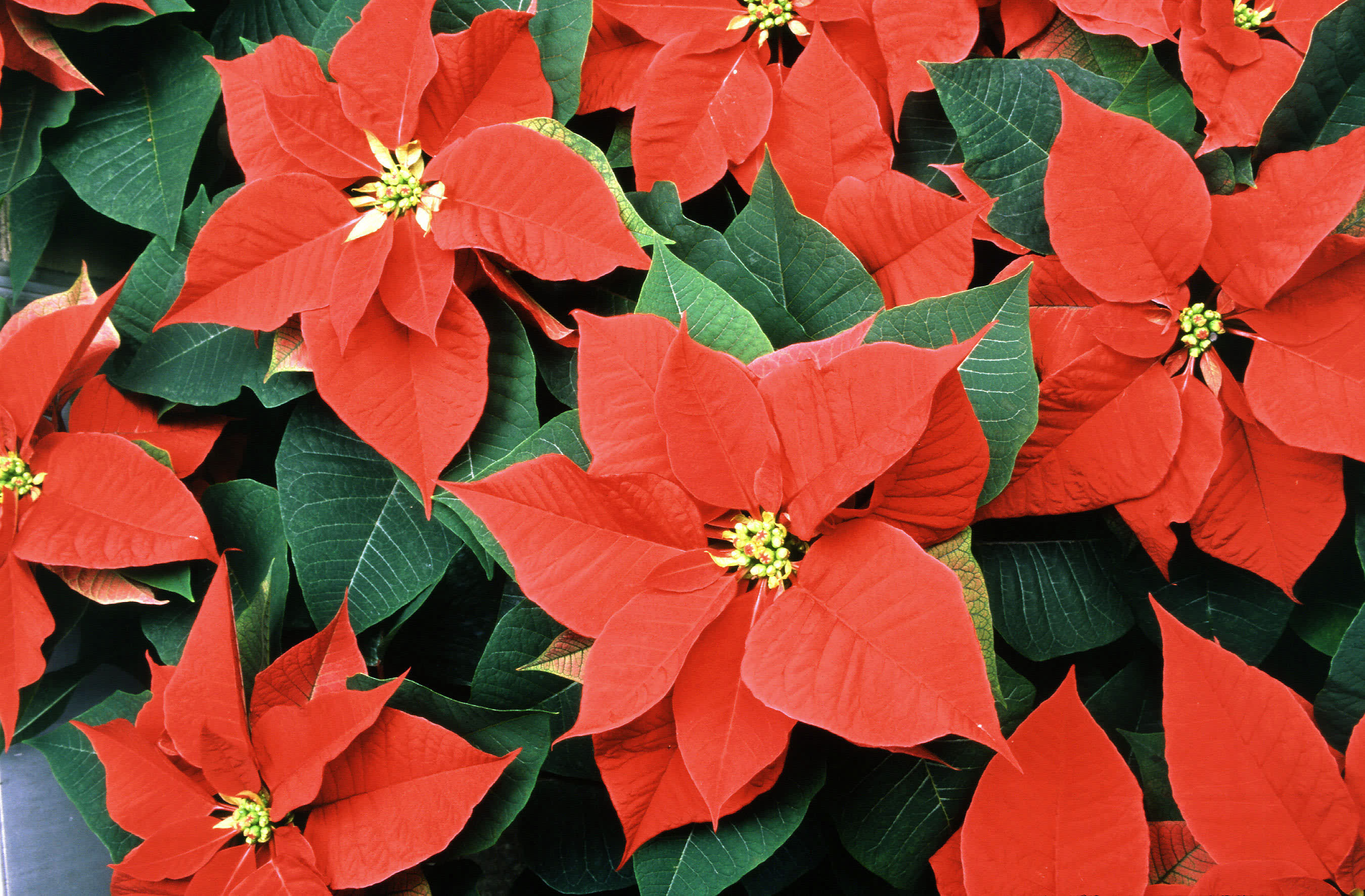 How Often You Should Water Poinsettias | HuffPost Life