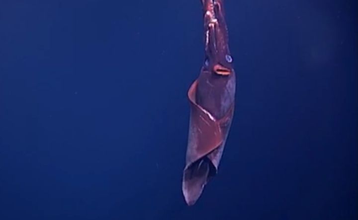 The Dana octopus squid appears to have red lips, though it's actually a funnel used to eject water from the mantle cavity and propel the animal in reverse.