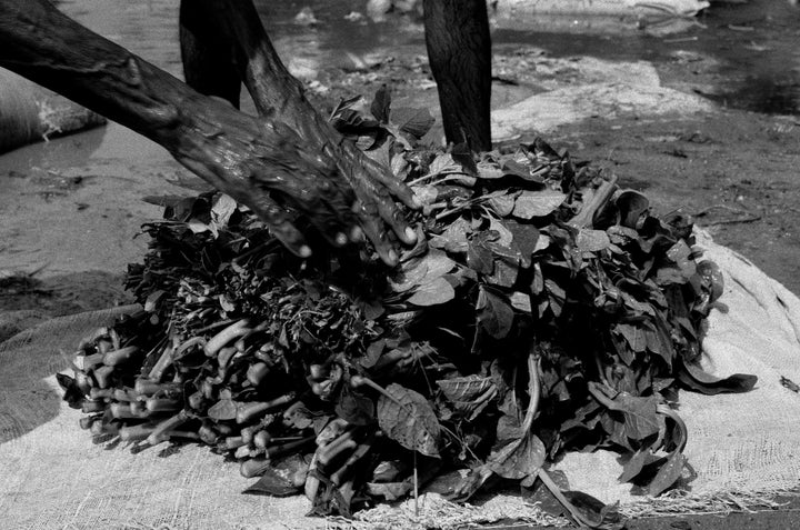 A person prepares leafy vegetables washed in the river where nuclear waste is released.