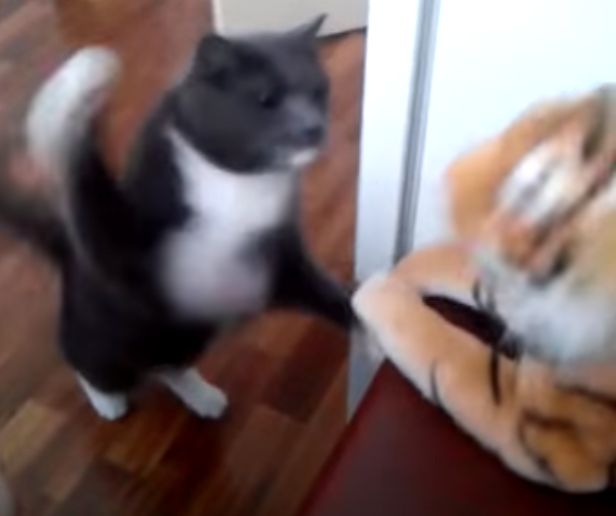 cat fighting stuffed tiger