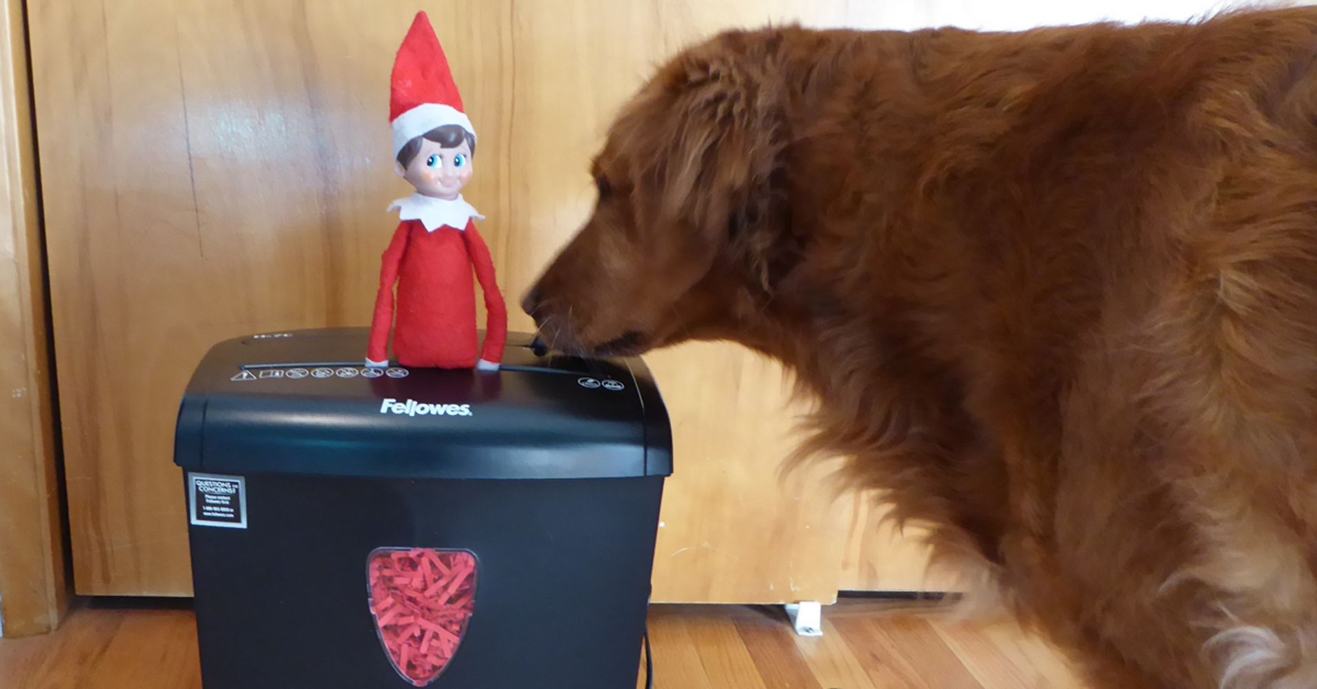 These Dogs Are Waging War Against The Elf On The Shelf | HuffPost