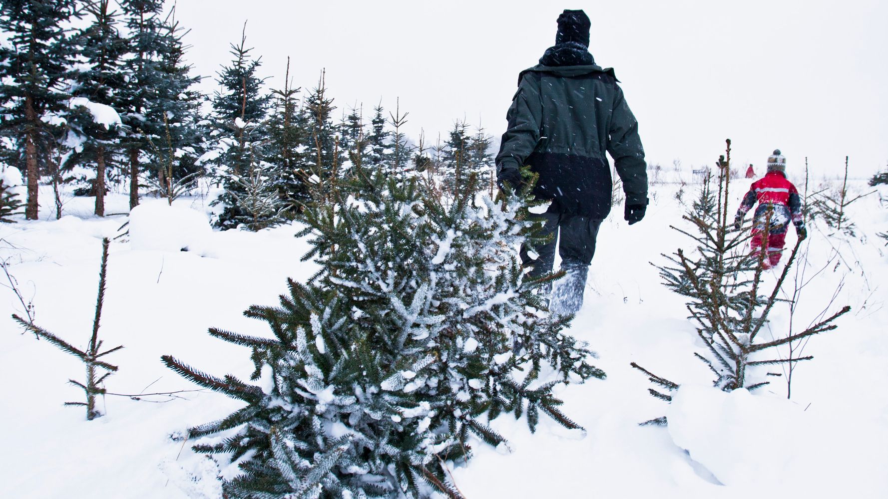 What Does Your Christmas Tree Say About Your Personality? | HuffPost Life