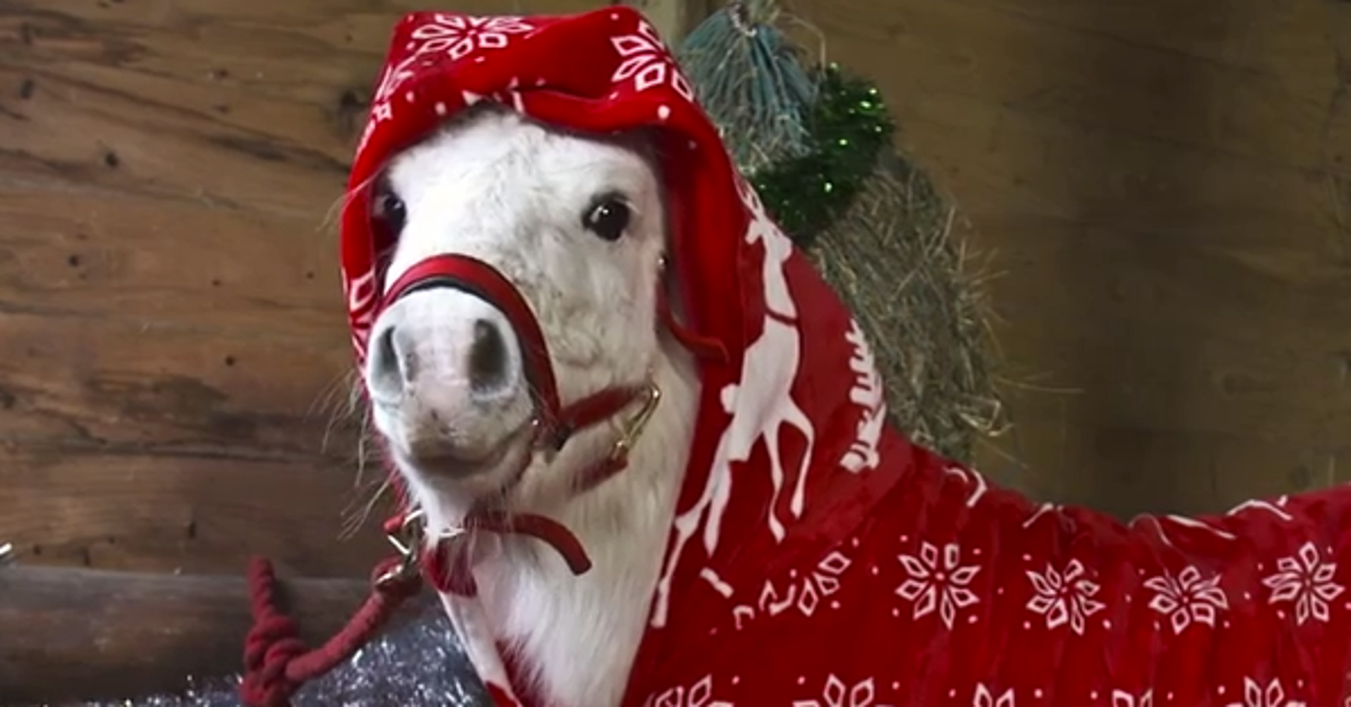 Mini Pony Foursie Is The Cutest Thing You ll See This Winter 566f22c d5a