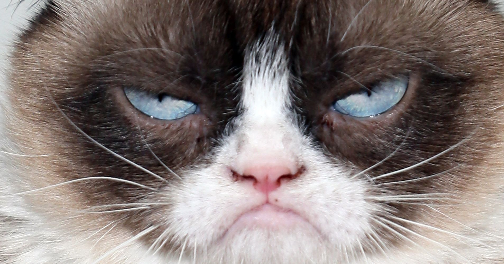 Grumpy Cat And Her Humans Are Very Displeased With This ...