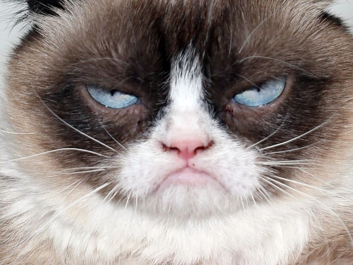 Grumpy Cat, whose real name is Tardar Sauce. 